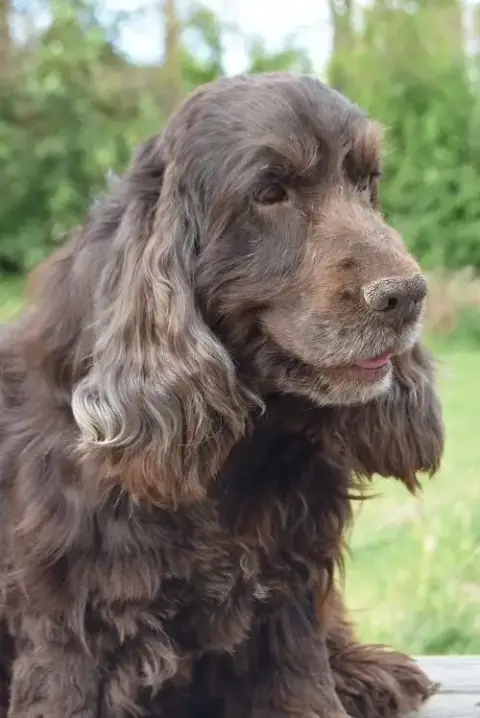 Cocker Spaniel Anglais  Chiot N°2 D'Oup- photo 3