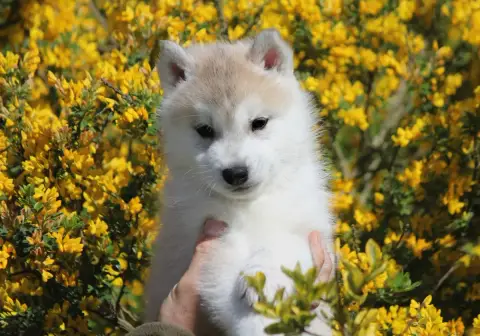 Siberian Husky photo 2
