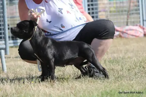Staffordshire Bull Terrier  Chiot N°2 Staffordland photo 3