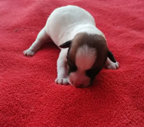 Jack Russell Terrier  B... Des Adrilines D'Opale