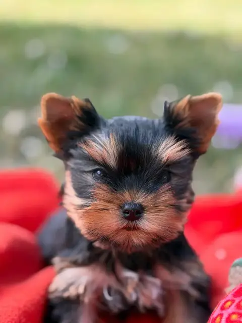 Yorkshire Terrier  Chiot N°3 Du Moulin De Madjurie