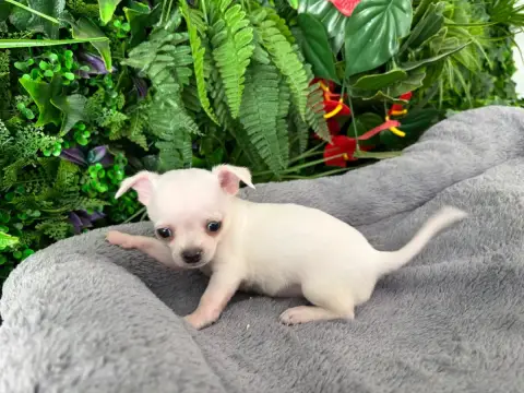 Chihuahua