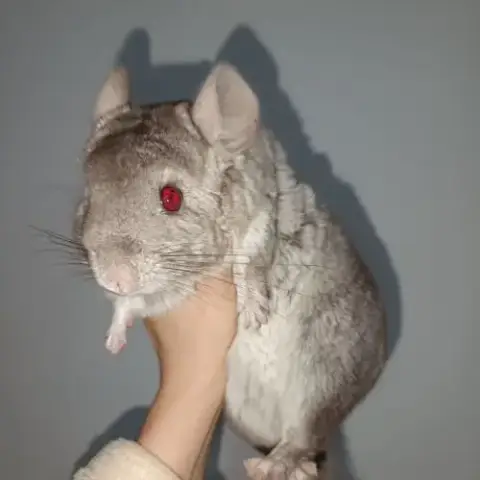 2 Chinchilla A Vendre