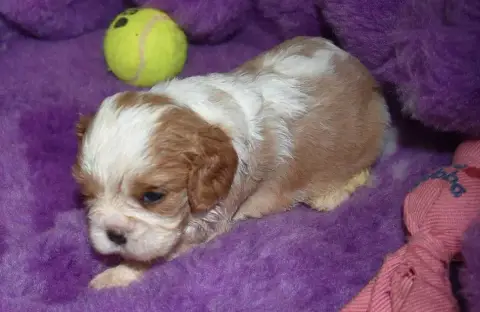 Cavalier King Charles Spaniel 
                       088e5 photo 2