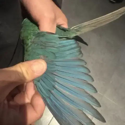 Mâle Turquoise Sf Violet De 2024