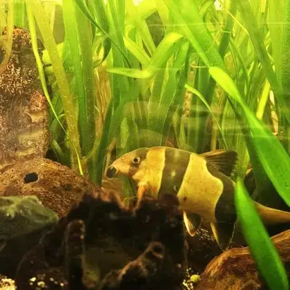 Lot De 9 Poissons D’Aquarium