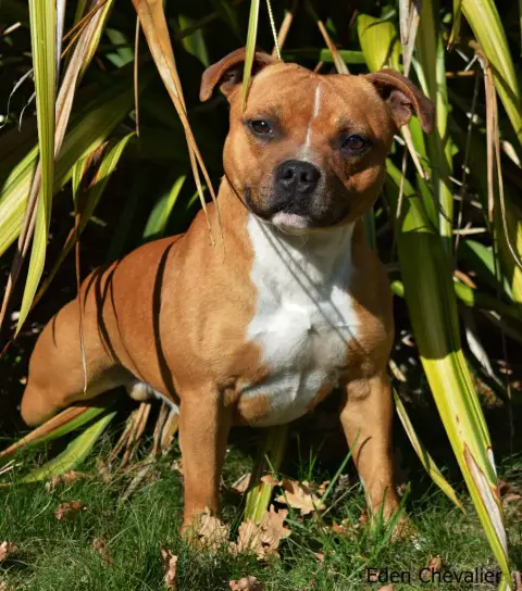 Staffordshire Bull Terrier photo 2