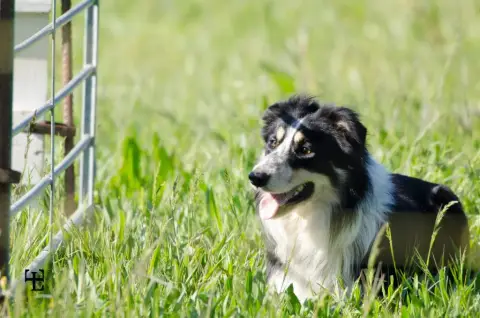 Border Collie  Beka Du Trident De Valfred photo 2