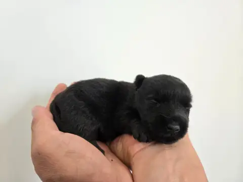 Scottish Terrier photo 2