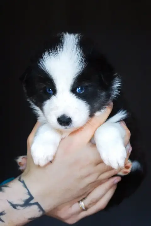 Laika De Iakoutie  Miss Violette Winter Never Dies