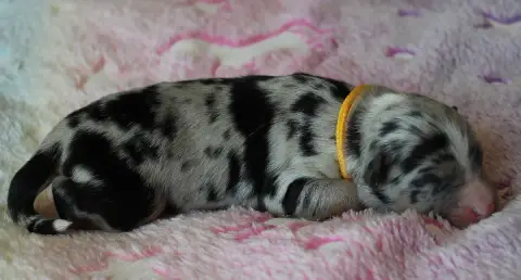 Berger Américain Miniature  Collier Jaune Des Wani photo 2