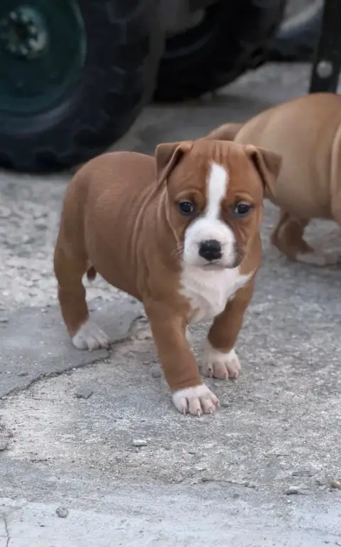 American Staffordshire Terrier  Bloom Des Fauves Du P e7cdf