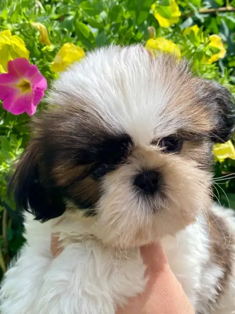 Shih Tzu  Bonnie De La Baronnerie Des Cuillerdier