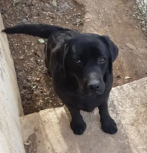 Labrador Retriever photo 3