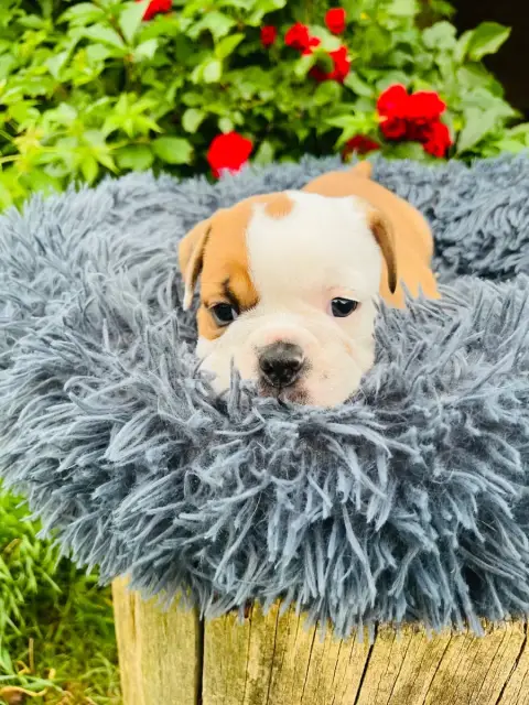Bulldog Continental  Chiot 2 De La Truffe D’Acier
