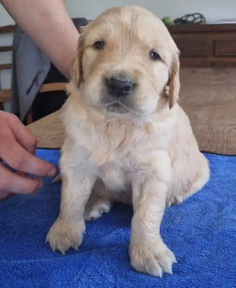 Golden Retriever  Chiot N°2 Des Hirondelles Du Voyage 3ed9c photo 3