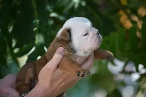 Bulldog Anglais photo 2