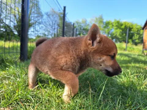 Shiba  Booky Akai Inu photo 3