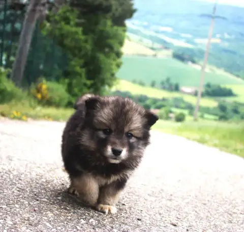 Chien Finnois De Laponie  Chiot N°1 Du Domaine Louchi 717f9