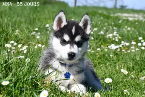 Siberian Husky  Boréal De La Source Du Montet photo 3