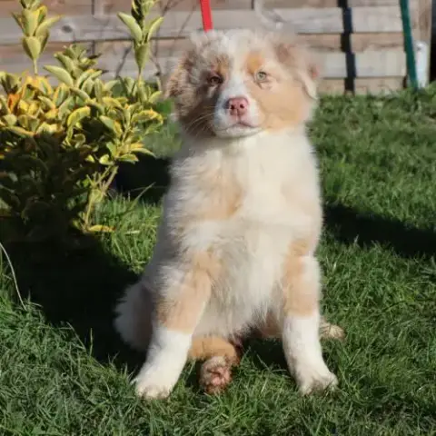 Chiots Berger Australien Disponibles