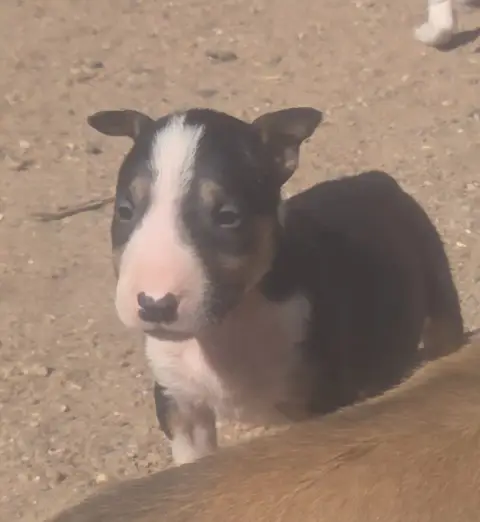 Bull Terrier  Chiot 8 By The Wall photo 2
