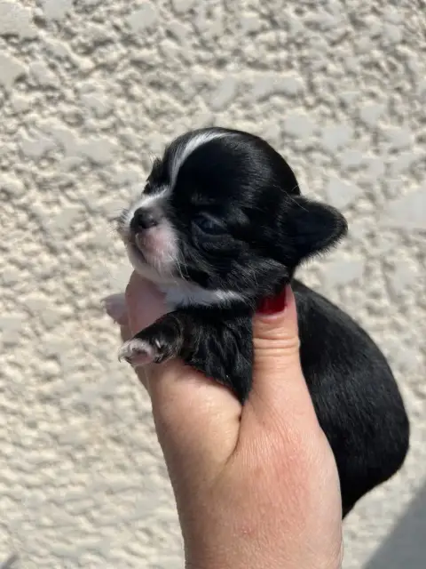 Chihuahua  Bohême Des Petits Trésors D'Angel photo 2