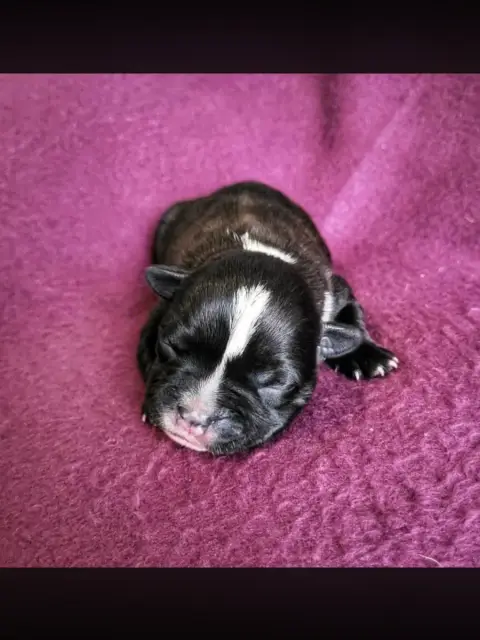 Staffordshire Bull Terrier  Bright De La Taniere Du S 90ce2