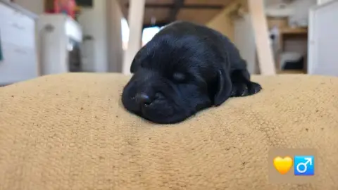Labrador Retriever photo 2