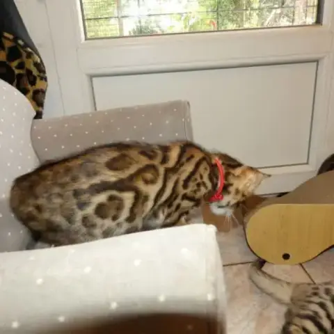 Chaton Femelle Bengal Loof