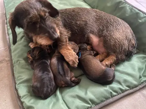 Teckel Poil Dur 
                        Chiot 3 Des  9a9b9