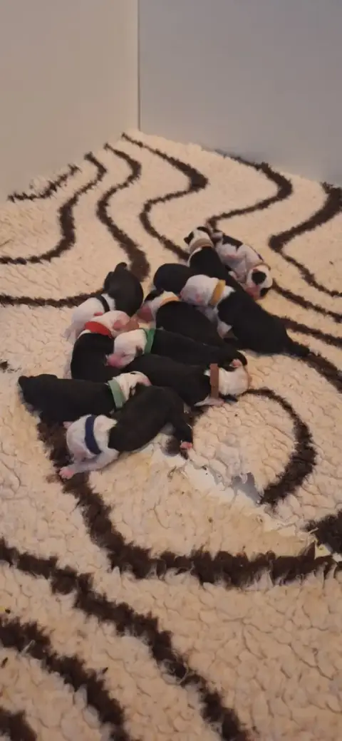 Bobtail  Chiot 9 Lords Of Cuzay