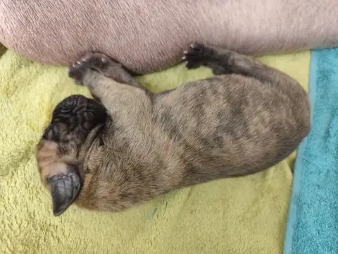 Dogue Allemand  Bambi Des Zamours De Caux