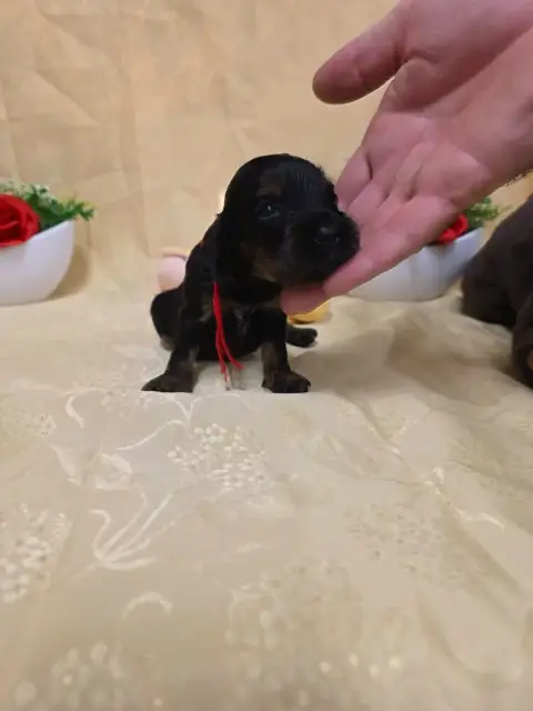 Cocker Spaniel Anglais 
                        B.... d149a photo 2