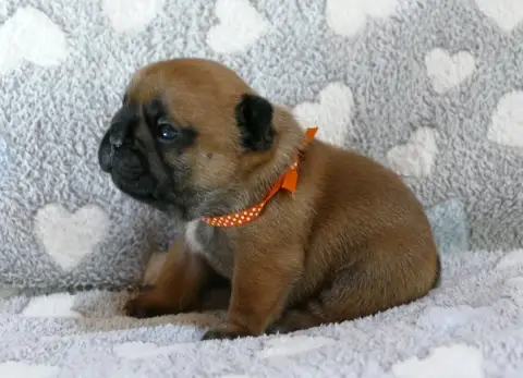 Bouledogue Français  Chiot 4 Du Domaine Des Bastidien 93015