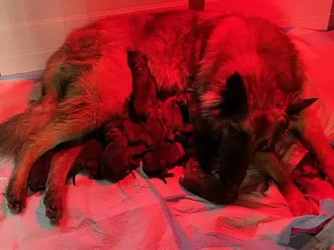 Berger Belge  Chiot N°13 De L'Empire Des Loups Celtes 9e4ce
