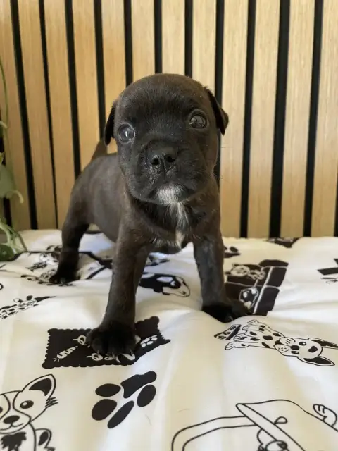 Staffordshire Bull Terrier  Chiot N°1 Of The Bubble S fee2f