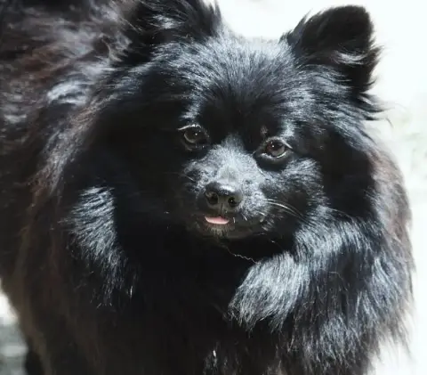 Spitz Allemand photo 2