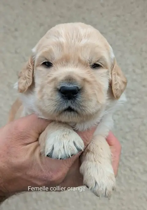 Golden Retriever photo 2