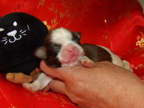 Shih Tzu  Chiot N°1 Du Paradis D'Indiana