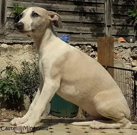 Whippet  Baltazar Du Castel Minervois photo 2