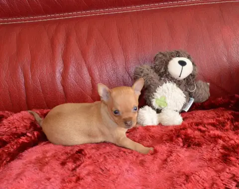 Russkiy Toy photo 3