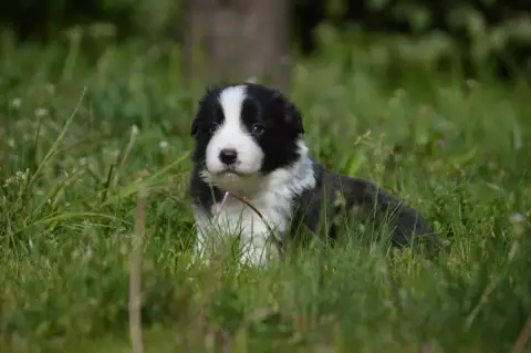 Border Collie  Gris Des Bergers Des P'Tits Ours