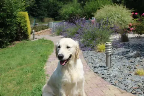 Golden Retriever photo 2