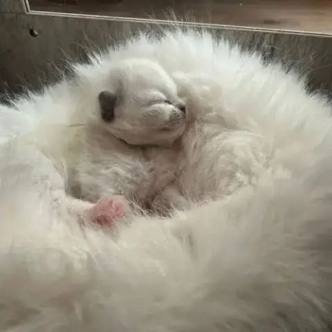 Chaton Ragdoll
