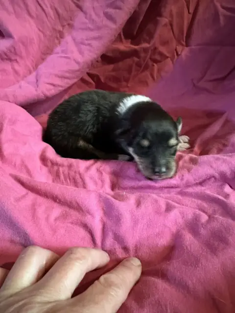Colley À Poil Long  Chiot N°3 Du Paradis Des Peluches c7662
