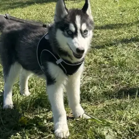 Pomsky