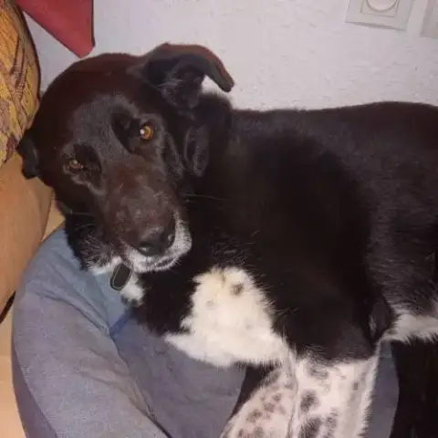 Chien Ohrid