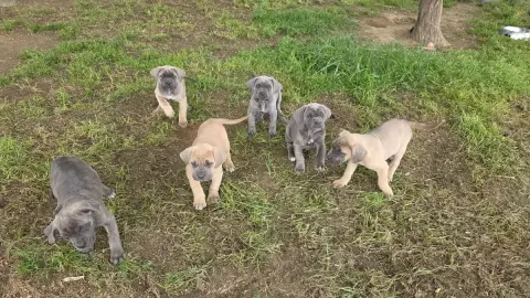 Cane Corso  Prénom Libre Des Terres Des Forges