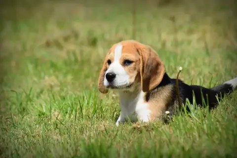 Beagle  Breizh De La Vallée Caid photo 2